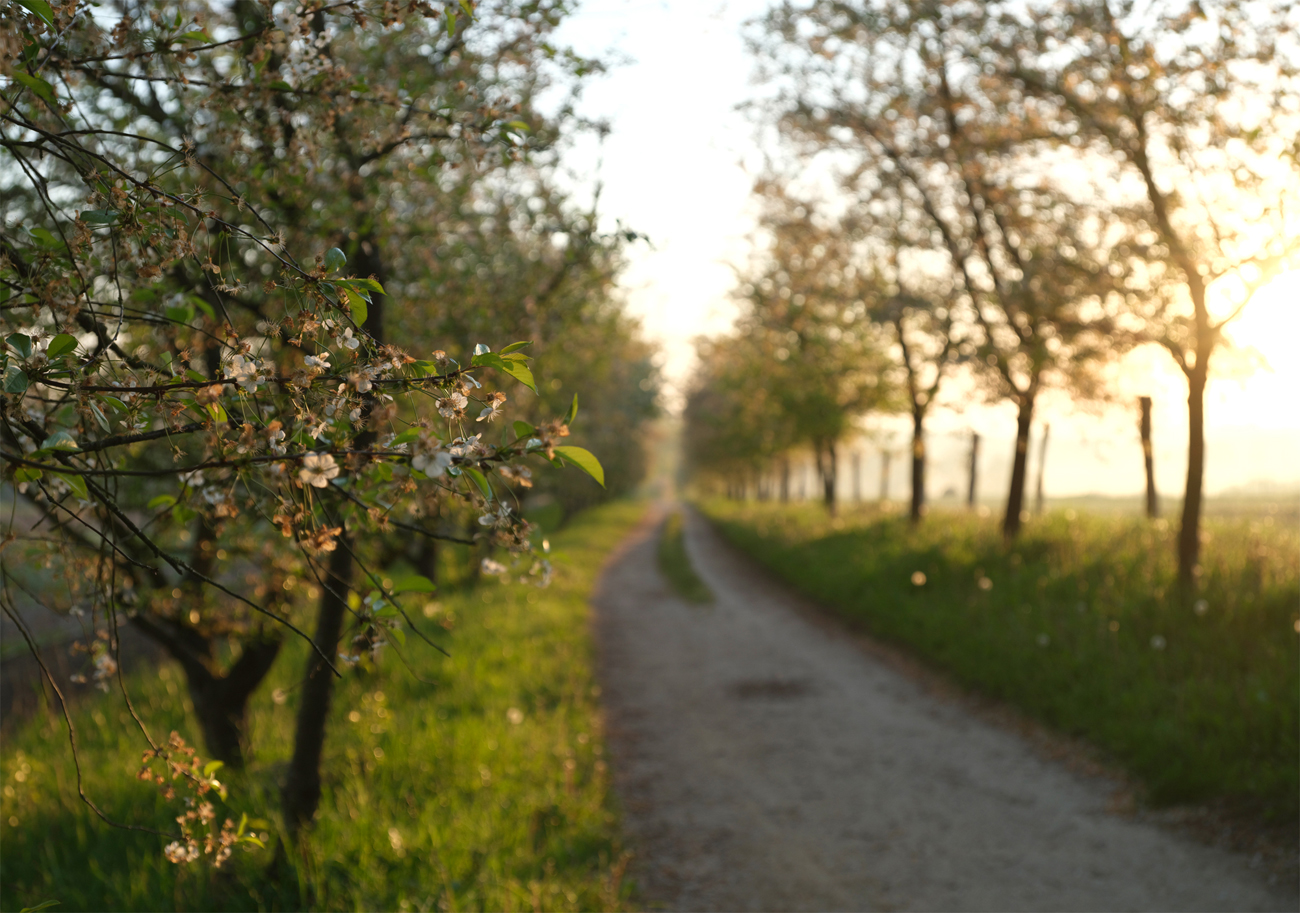 Gutshaus Stellshagen Morgenstimmung